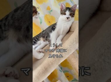 4ヶ月半の保護子猫と母猫が〇〇をめぐって闘います🐱 #shorts  #子猫動画 #保護子猫