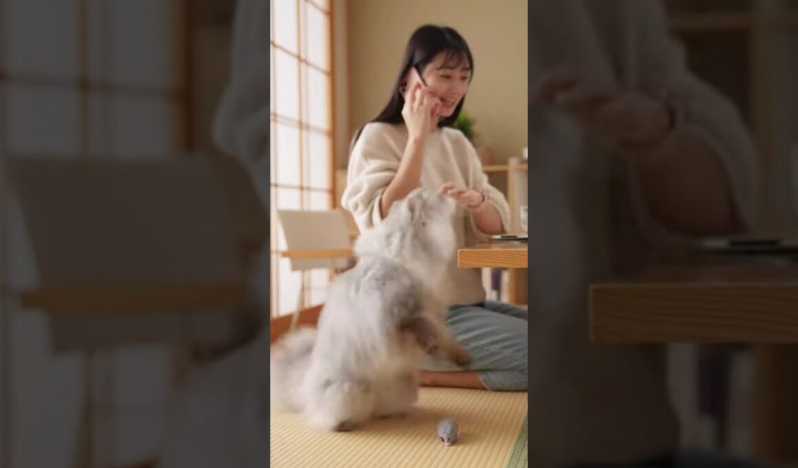 飼い主の電話を邪魔する猫 #猫 #ねこ #癒し #cat #ペルシャ猫