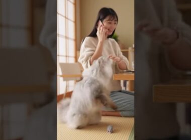 飼い主の電話を邪魔する猫 #猫 #ねこ #癒し #cat #ペルシャ猫