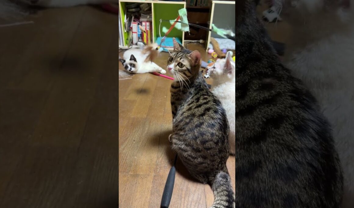 寝そべって、ネコジャラシするシャムの子ねこパンダくん。そんなんじゃ、ダメだよ！と見るキジシロのルルと三毛猫ミックス