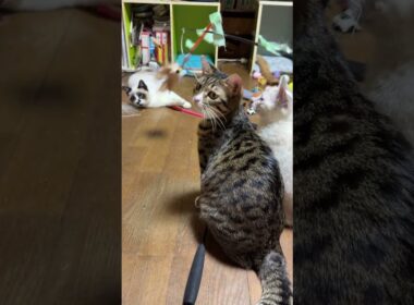 寝そべって、ネコジャラシするシャムの子ねこパンダくん。そんなんじゃ、ダメだよ！と見るキジシロのルルと三毛猫ミックス