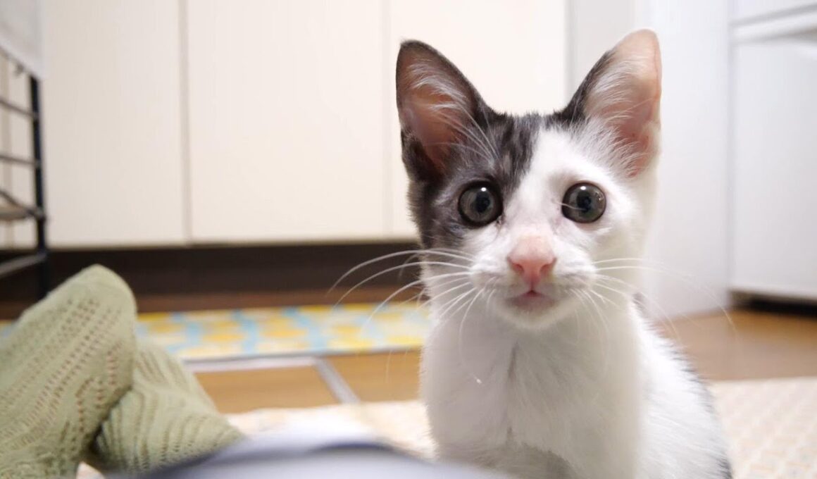 卒業前日の子猫がママのお膝の上で幸せそうな顔で眠りにつく【赤ちゃん猫　保護猫】