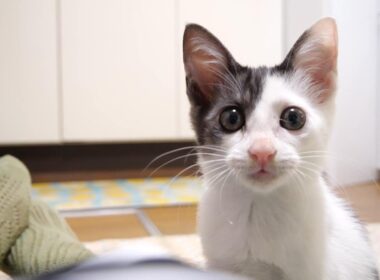 卒業前日の子猫がママのお膝の上で幸せそうな顔で眠りにつく【赤ちゃん猫　保護猫】