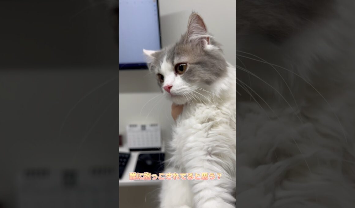 抱っこが大好きなスコティッシュフォールド