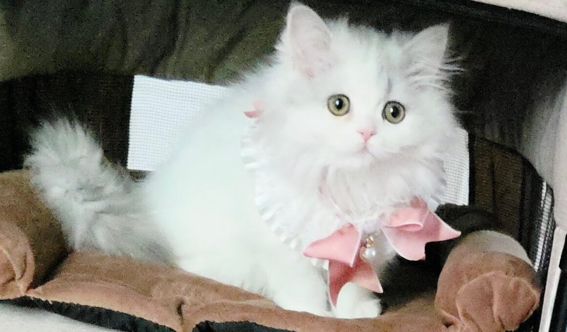 今日のにゃんず🐱#猫配信#猫動画 #ミヌエット#ラガマフィン#ラグドール#猫#ネコ#子猫#live#funny#funnycats #funnycat#cat#cute#kitten#minuet