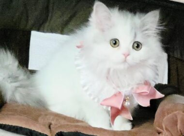 今日のにゃんず🐱#猫配信#猫動画 #ミヌエット#ラガマフィン#ラグドール#猫#ネコ#子猫#live#funny#funnycats #funnycat#cat#cute#kitten#minuet