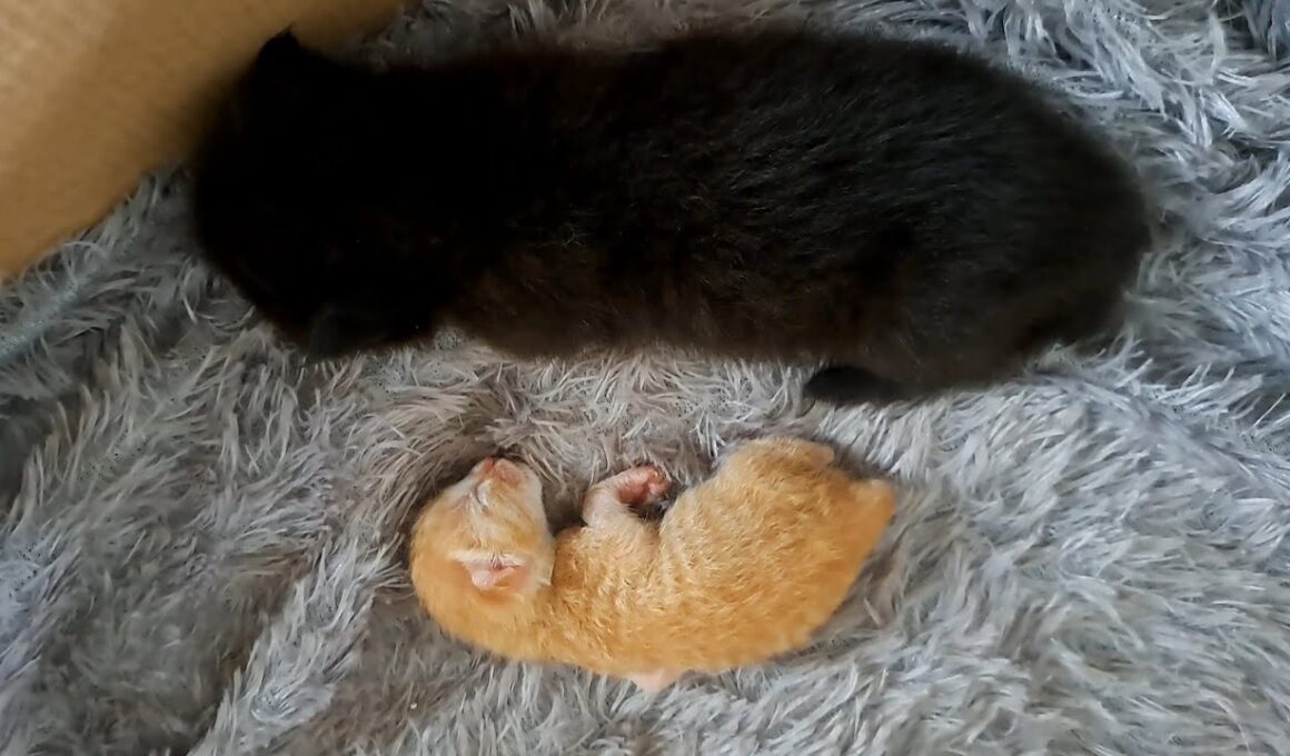 保護した子猫について、悲しいお知らせ