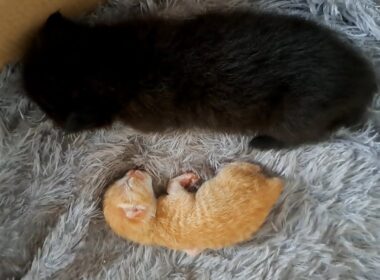 保護した子猫について、悲しいお知らせ