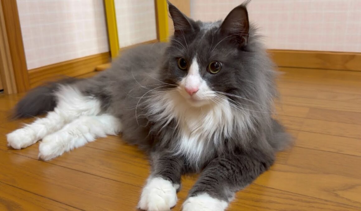 【大猫】ターキッシュアンゴラのアルは肥満なのでしょうか？？？