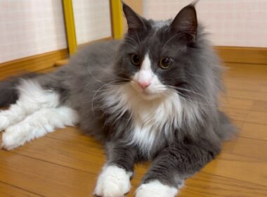 【大猫】ターキッシュアンゴラのアルは肥満なのでしょうか？？？