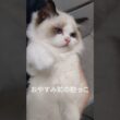 #shorts #ラグドール #子猫 #猫のいる生活 #甘えん坊猫 #ぬいぐるみ猫