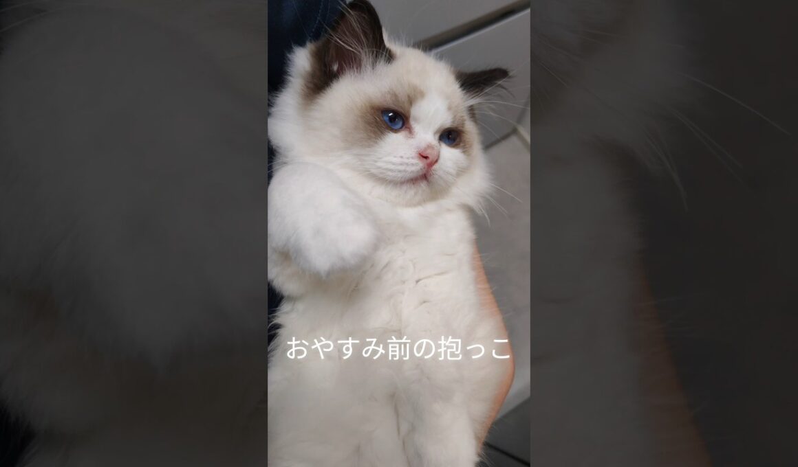 #shorts #ラグドール #子猫 #猫のいる生活 #甘えん坊猫 #ぬいぐるみ猫