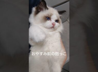 #shorts #ラグドール #子猫 #猫のいる生活 #甘えん坊猫 #ぬいぐるみ猫