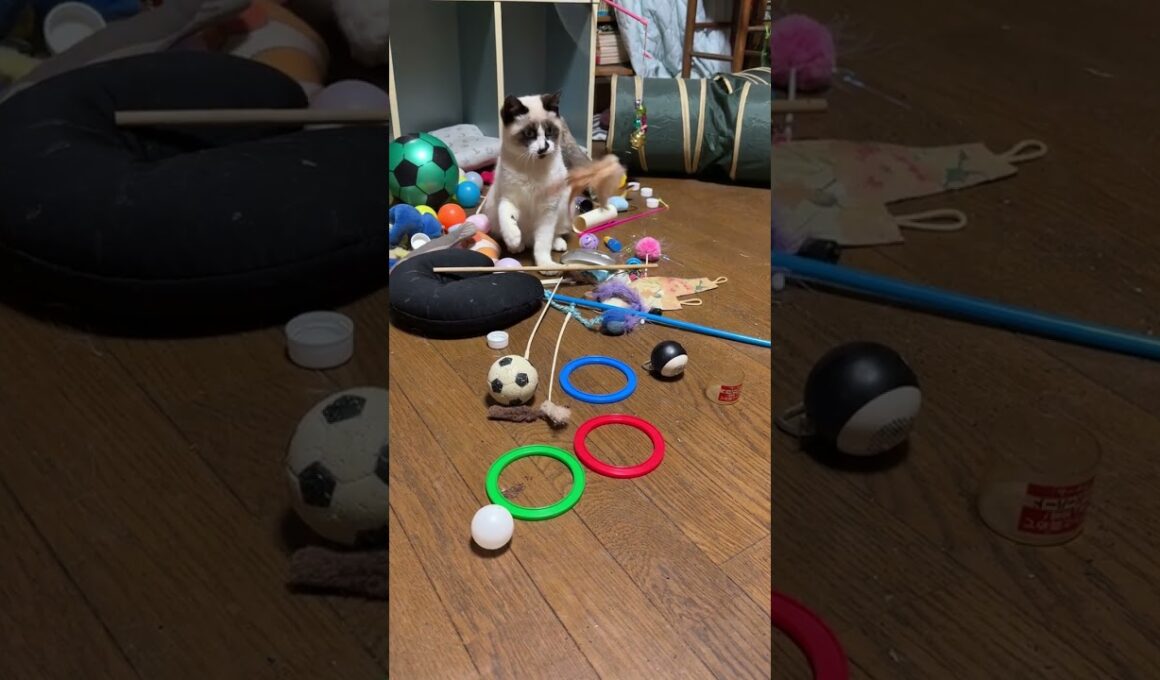 シャムの子ねこパンダ「鈴のついた羽のネコジャラシが、一番、楽しい」