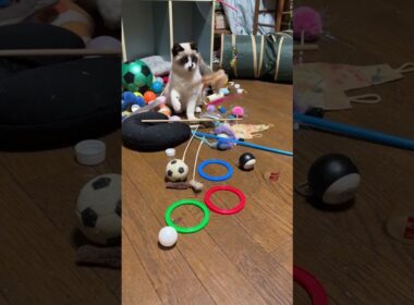 シャムの子ねこパンダ「鈴のついた羽のネコジャラシが、一番、楽しい」