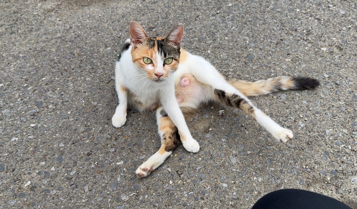 【緊急】保護した子猫の母親を発見しました。