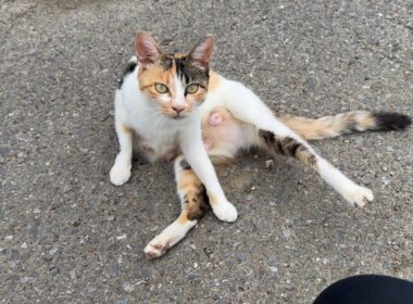 【緊急】保護した子猫の母親を発見しました。