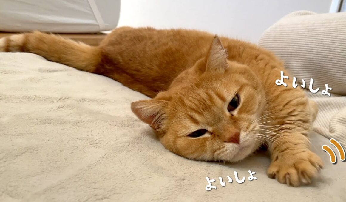 エンジンをかけないと起き上がれない寝坊助な猫が可愛すぎる！