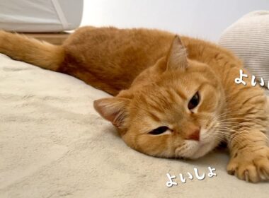 エンジンをかけないと起き上がれない寝坊助な猫が可愛すぎる！