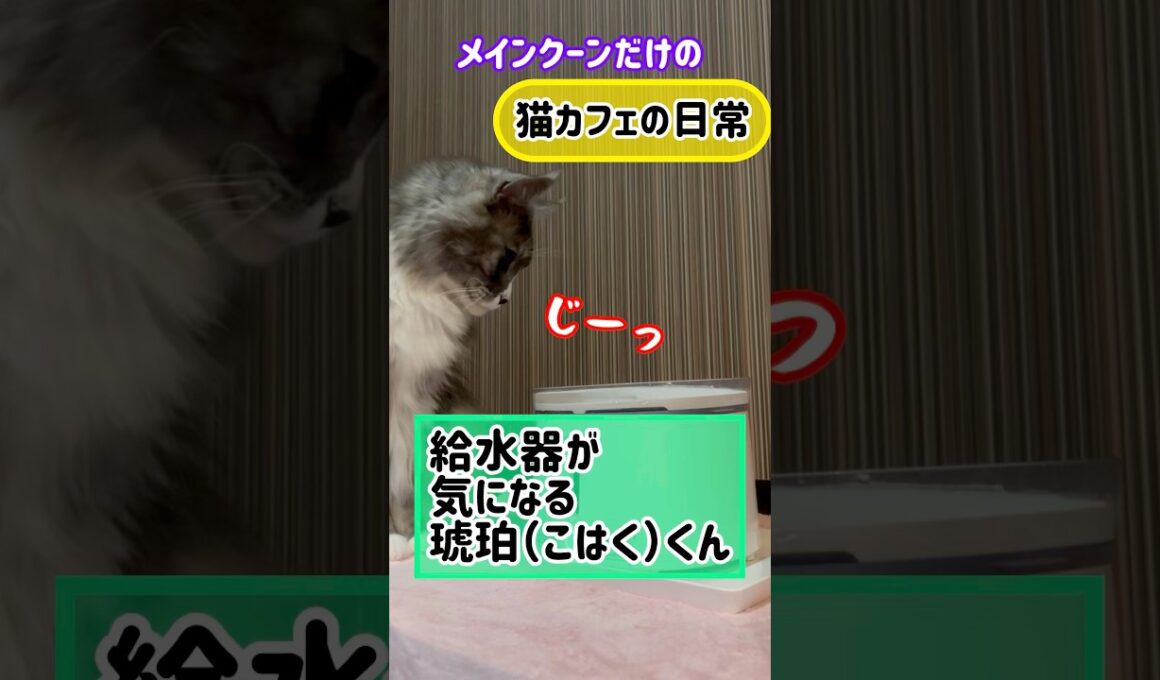 20251218メインクーンだけの【猫カフェの日常】#cat #cooncat #mainecat #もふもふ