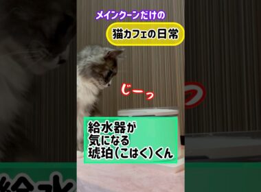 20251218メインクーンだけの【猫カフェの日常】#cat #cooncat #mainecat #もふもふ