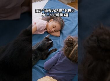 猫が“過去の記憶”を思い出してる瞬間3選　 #猫 #雑学 #ねこ #猫のいる生活 #猫好き #猫の雑学 #ネコ #名もなき風景 #cat