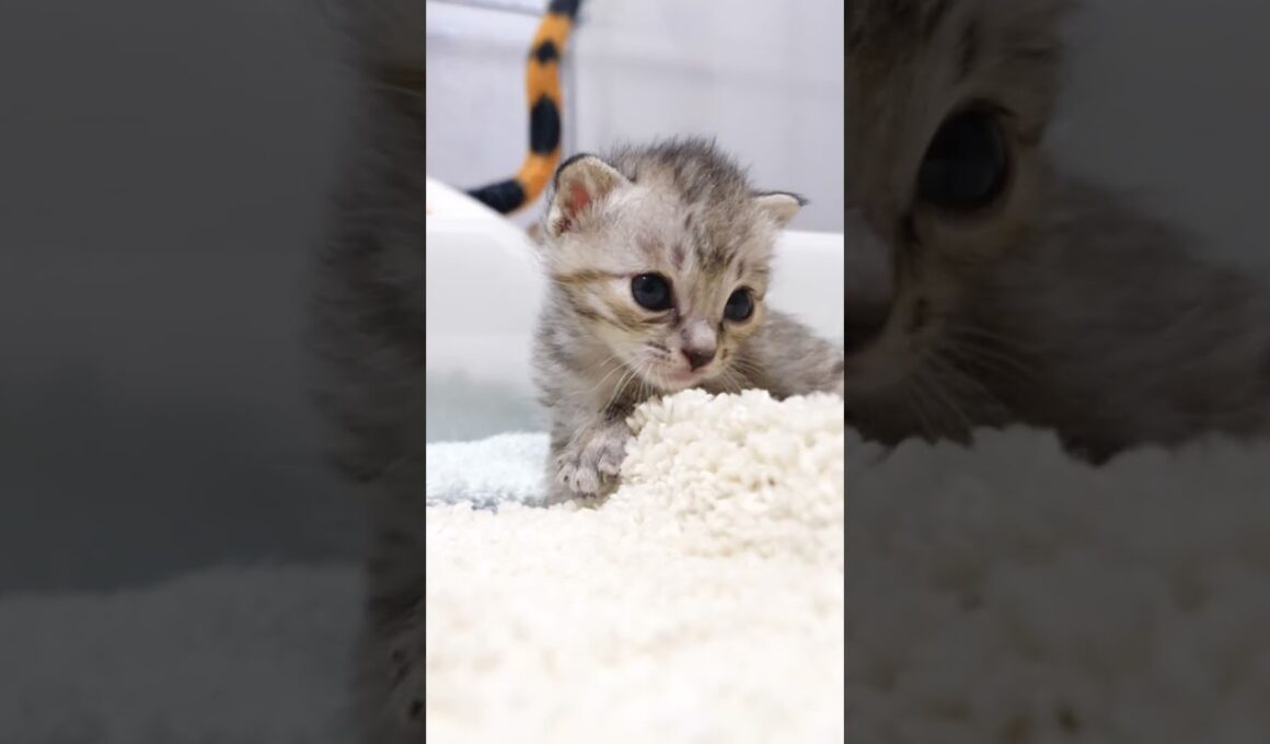 かわいい鳴き声で赤ちゃん子猫がママに突進してくる？ #kitten #gatto #cat #meow #asmr