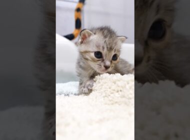 かわいい鳴き声で赤ちゃん子猫がママに突進してくる？ #kitten #gatto #cat #meow #asmr