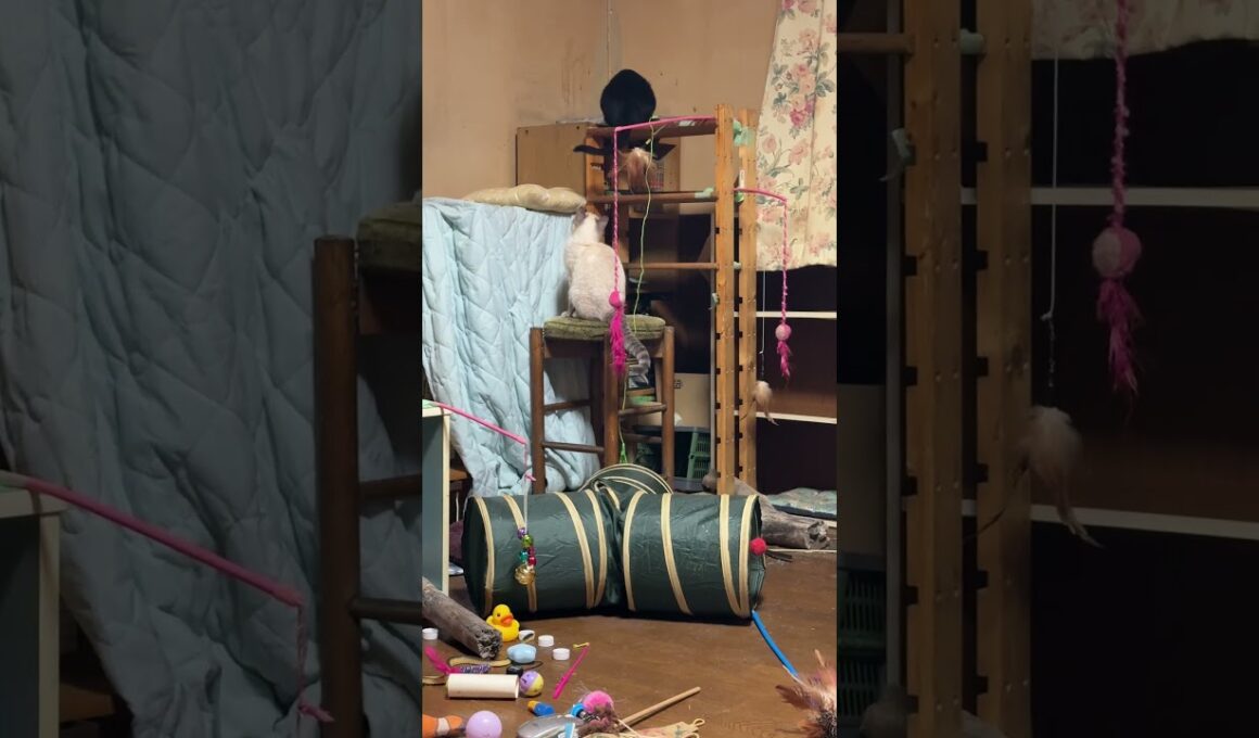 子ネコ3匹。シャムの子ネコ雫「パンダ兄さん、黒猫の黒夢に、ちょっかいを少し出したニャン」