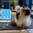 バーマン猫ガブ【急用】Urgent business（バーマン猫）Birman/Cat