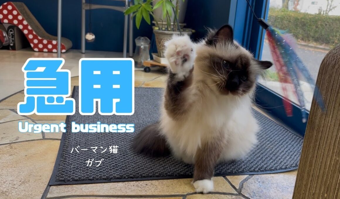 バーマン猫ガブ【急用】Urgent business（バーマン猫）Birman/Cat