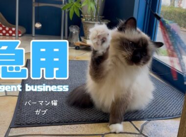 バーマン猫ガブ【急用】Urgent business（バーマン猫）Birman/Cat