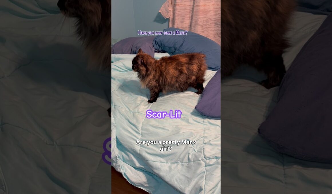 Manx cat #cat #catlovers #catlady
