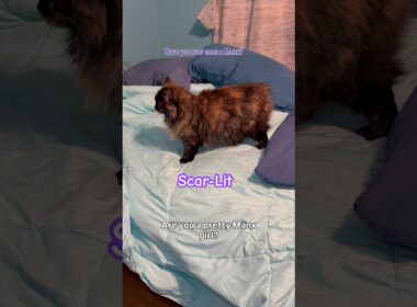 Manx cat #cat #catlovers #catlady