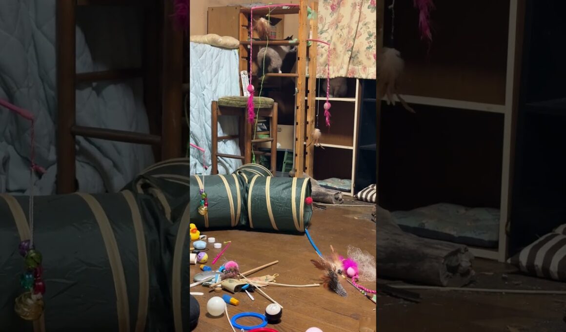 だんだんと本性を出してきたシャムの子ねこパンダくん。カーテンに隠れた妹の雫に、ちょっかいを出し追う