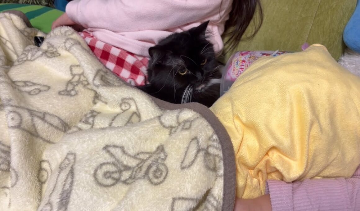 猫でも人でも団子を形成する猫　ラガマフィン