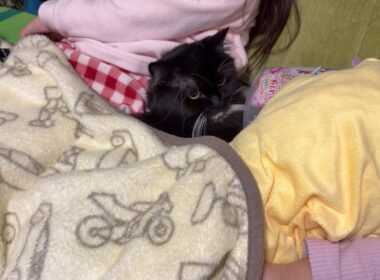 猫でも人でも団子を形成する猫　ラガマフィン