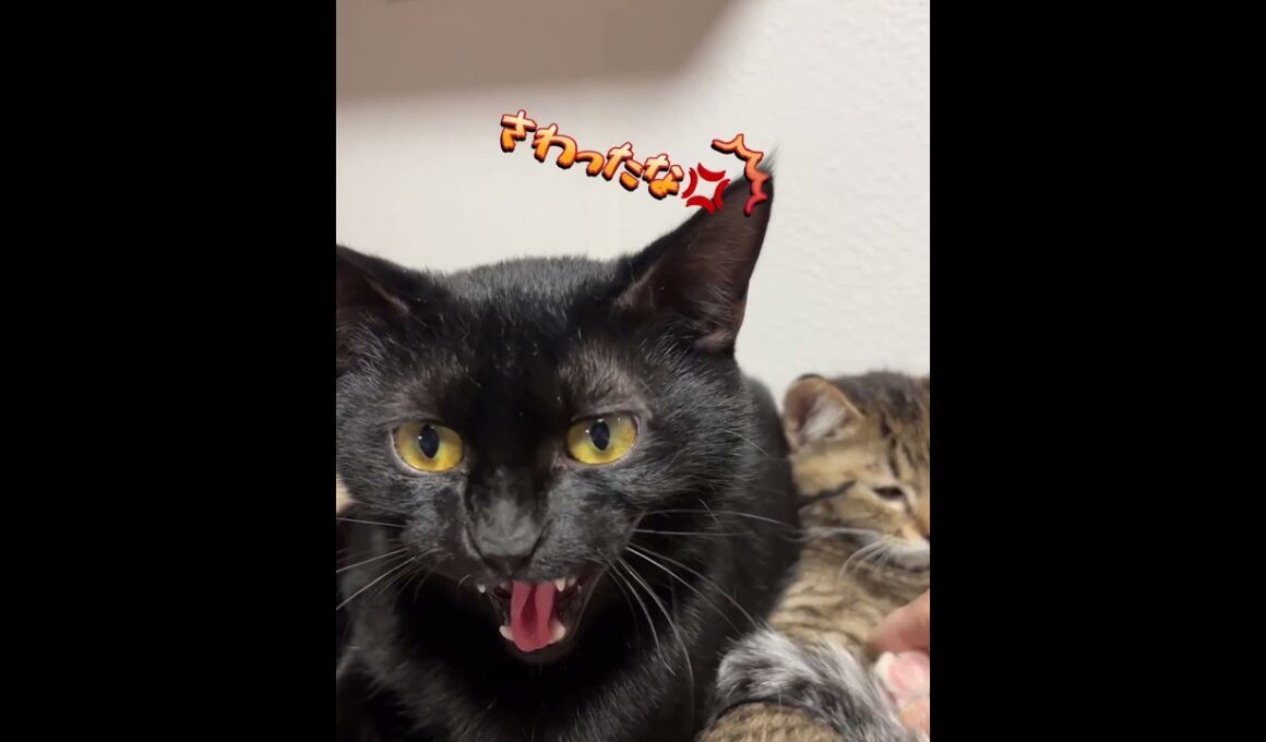 ノアールの人馴れ#保護猫 #子猫 #猫のいる暮らし #猫#保護猫活動