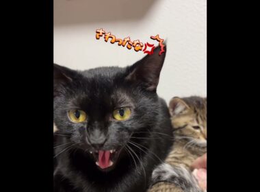 ノアールの人馴れ#保護猫 #子猫 #猫のいる暮らし #猫#保護猫活動