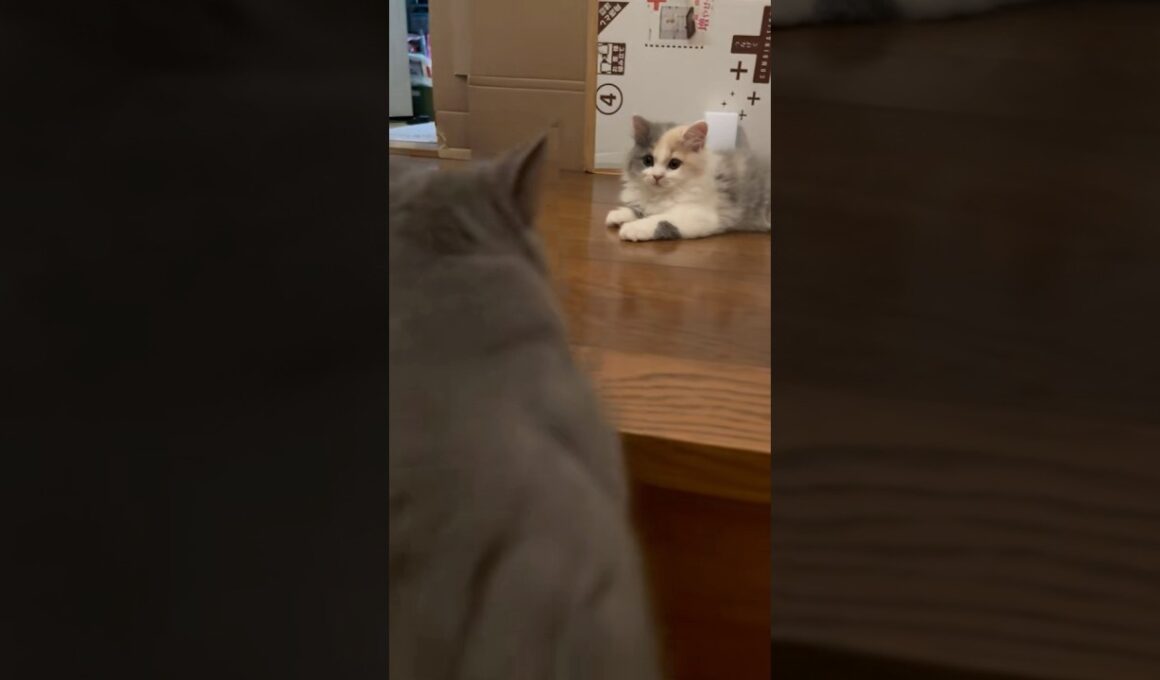 子猫ぱいん、あんずを待つ時間が可愛すぎる　#猫  #ねこ  #子猫