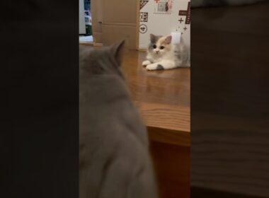 子猫ぱいん、あんずを待つ時間が可愛すぎる　#猫  #ねこ  #子猫