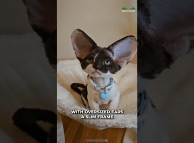 デボンレックス｜聞いたことのない美しい猫種