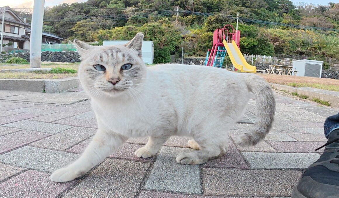 寄り目のシャム猫ちゃんが別の縄張りの猫達と公園で交流した結果・・・