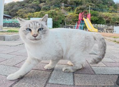 寄り目のシャム猫ちゃんが別の縄張りの猫達と公園で交流した結果・・・