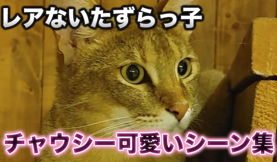【猫】大きい猫種で、日本では珍しい！チャウシーちゃん可愛い集【癒し】