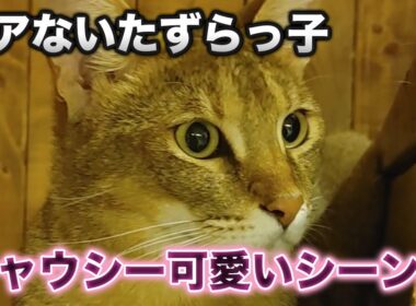 【猫】大きい猫種で、日本では珍しい！チャウシーちゃん可愛い集【癒し】