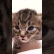 １０秒間だけ睡魔と戦う赤ちゃん子猫【赤ちゃん猫　保護猫】