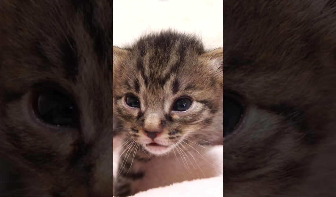 １０秒間だけ睡魔と戦う赤ちゃん子猫【赤ちゃん猫　保護猫】