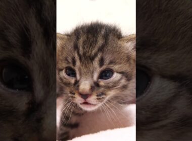 １０秒間だけ睡魔と戦う赤ちゃん子猫【赤ちゃん猫　保護猫】