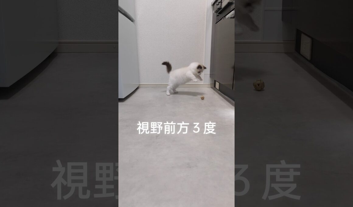 ほんとに猫ですか？シリーズ🐼 珍しくちょっと浮いてる！ #shorts #ラグドール #子猫 #猫のいる生活 #甘えん坊猫 #ぬいぐるみ猫